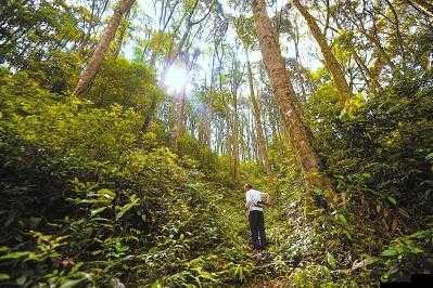 老人做交易森林 300：一场神秘的森林之旅