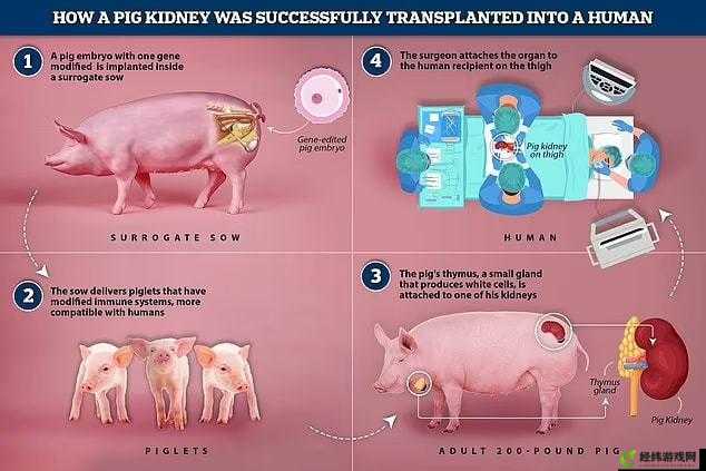 美国人与猪的 DNA：一项令人惊奇的研究