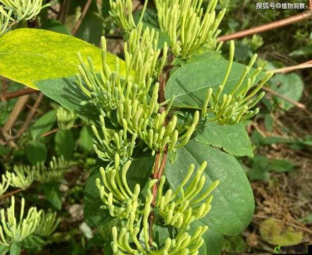 通水管 TXL 金银花：揭秘植物的奇妙世界