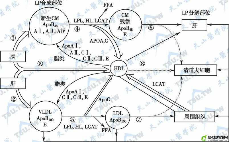 低密度脂蛋白(LDL)和LPL（脂蛋白脂酶）在脂肪代谢中的作用区别？