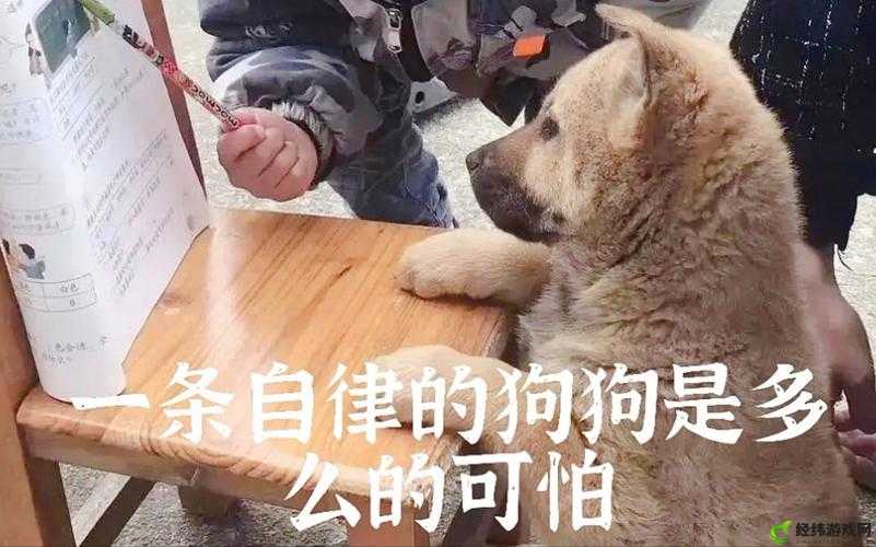 沙雕狗狗守护者：通关指南大揭秘 或者 玩转守护：沙雕狗狗历代通关秘籍